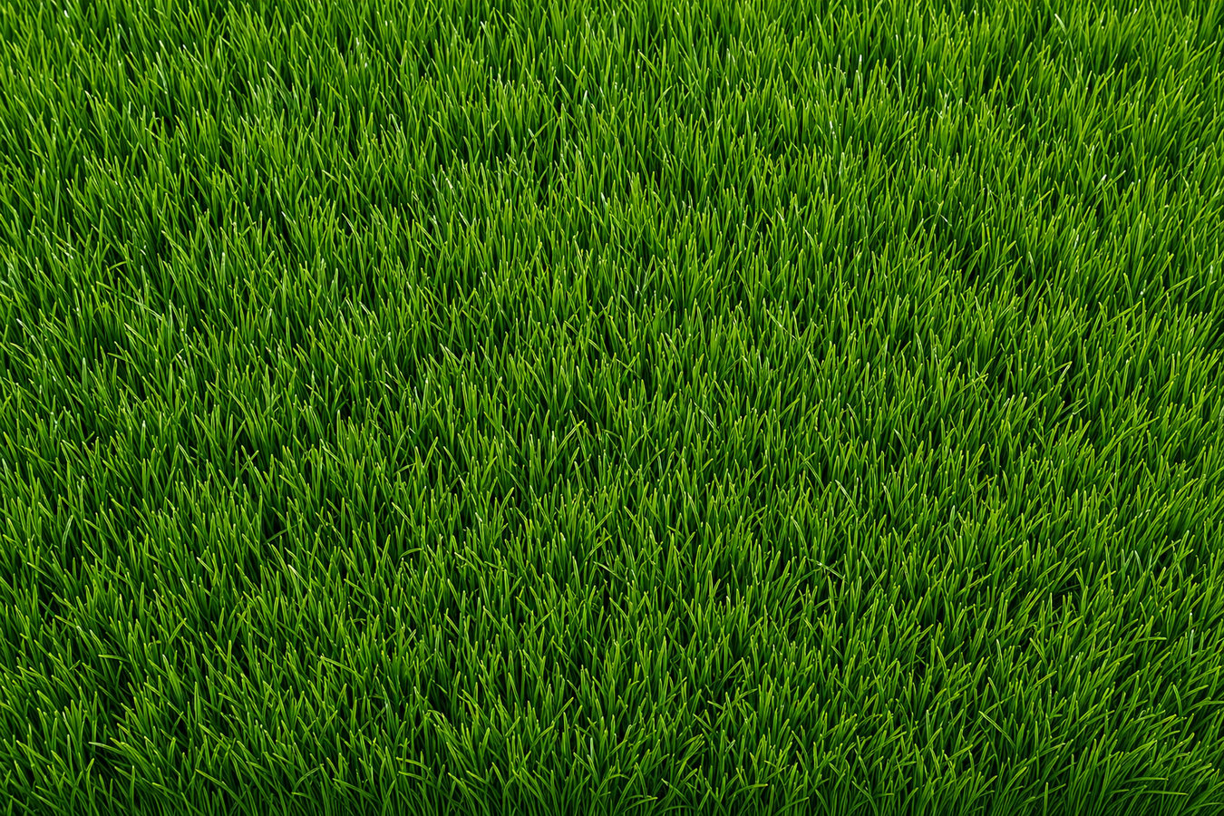 Synthetic lawn turf